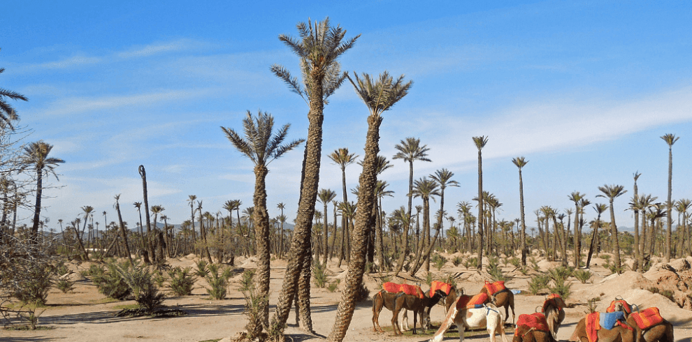 Camel Ride in Palm Grove