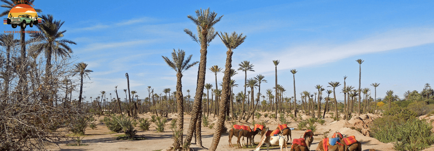 Camel Ride in Palm Grove