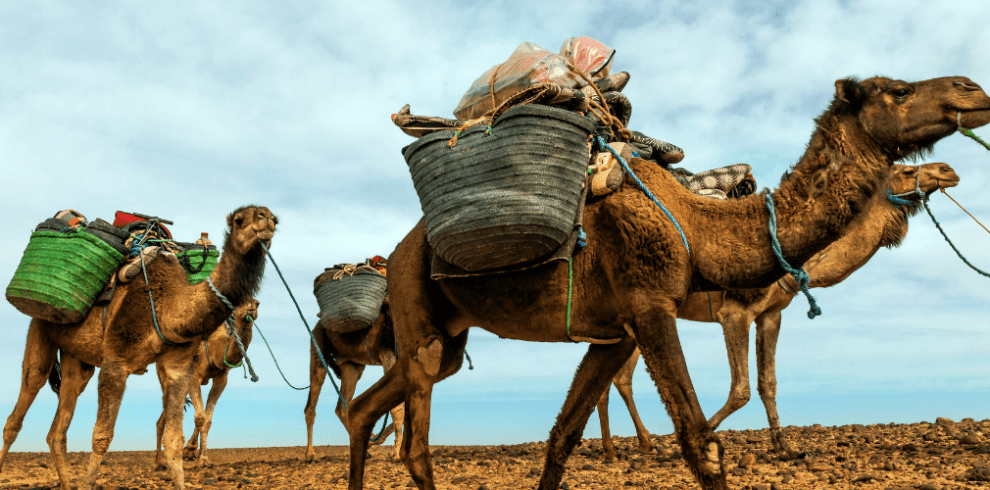 Marrakech to Zagora