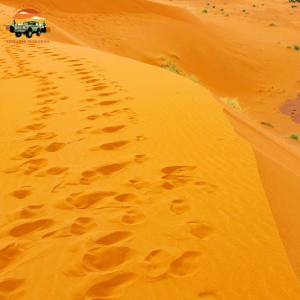 Sahara Desert