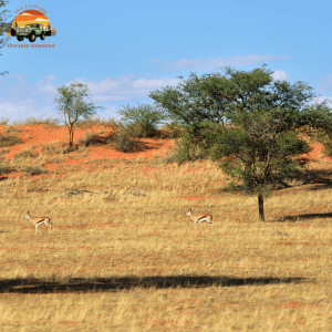 Desert Wildlife