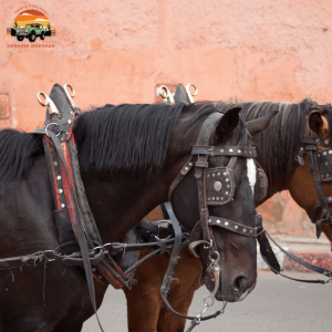 Horse Drawn Carriage