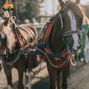 Horse Drawn Carriage