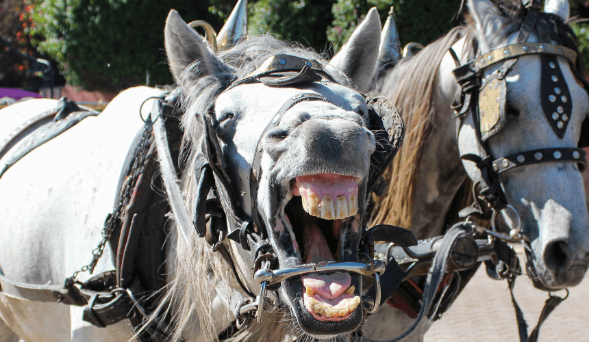 Exploring Marrakech by Horse Drawn Carriage