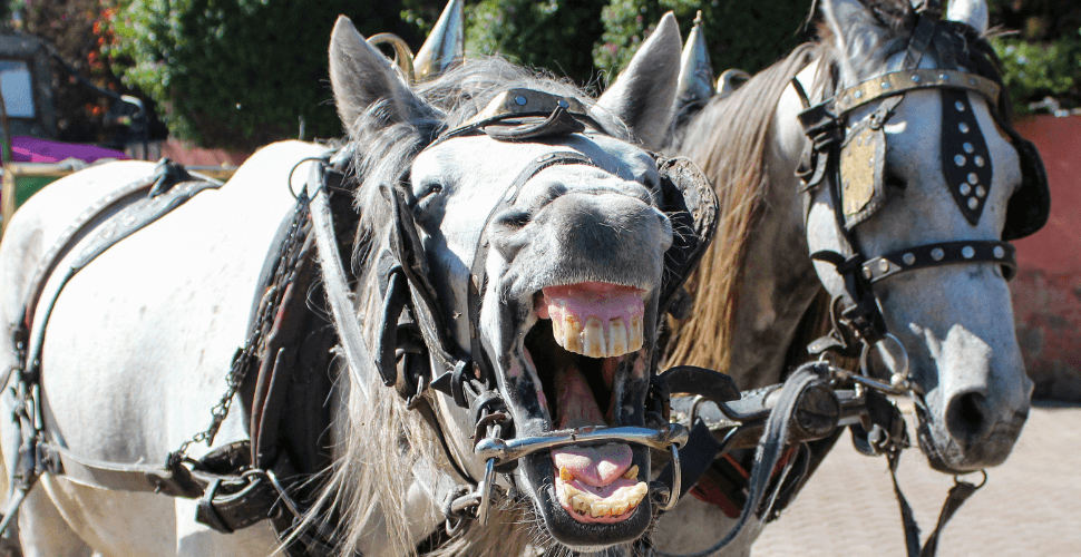 Horse Drawn Carriage