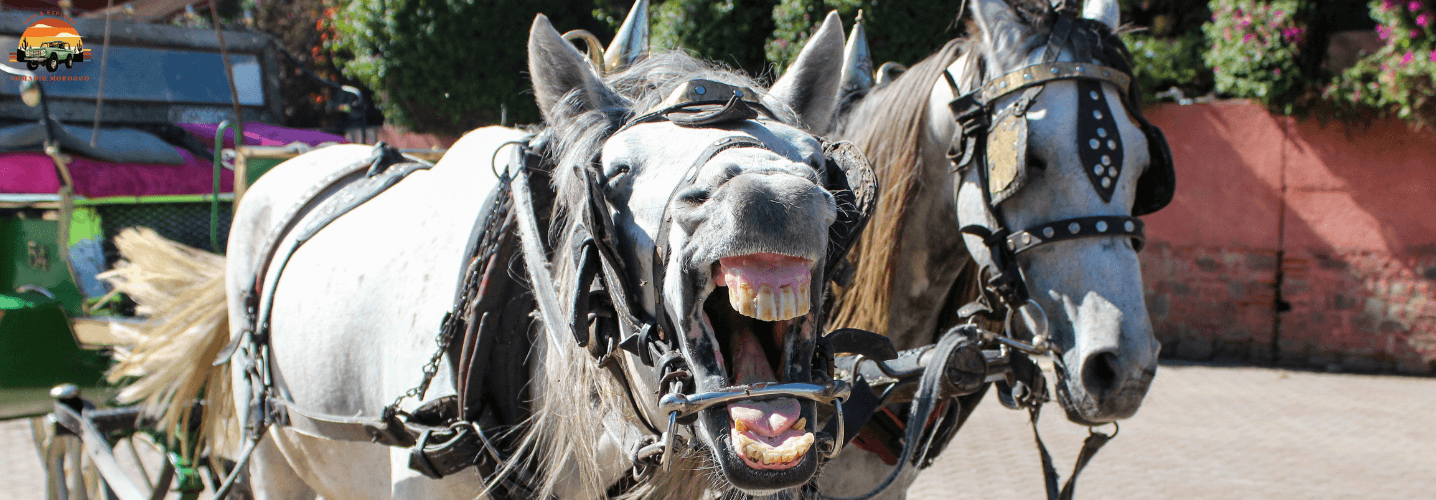 Horse Drawn Carriage