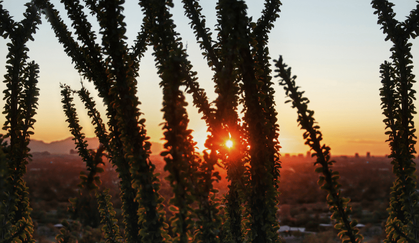 Exploring the Rich Biodiversity of Morocco’s Desert Wildlife