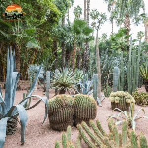 Jardin Majorelle