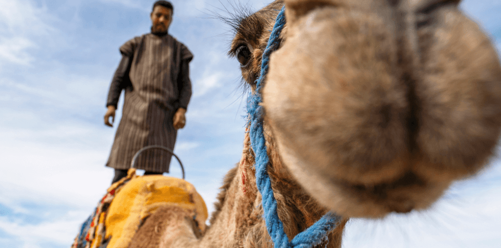 Agafay Desert Camel Ride and Quad Biking